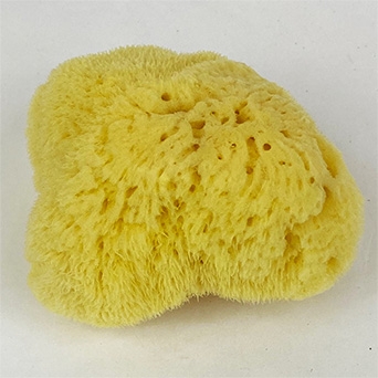Natural Sponge - Size 4